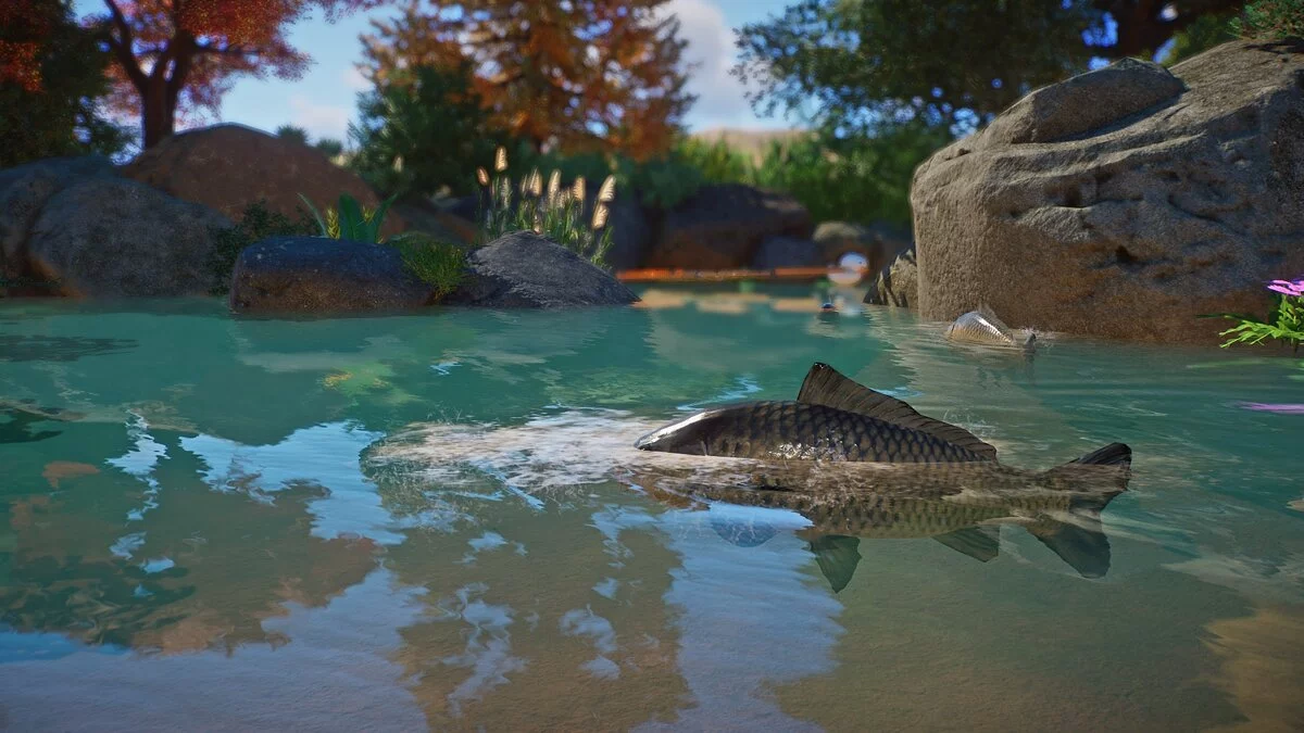 Planet Zoo — Нові види – європейський короп