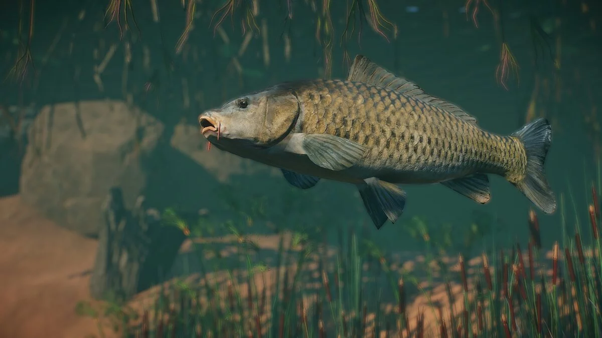 Planet Zoo — Nueva especie: carpa europea