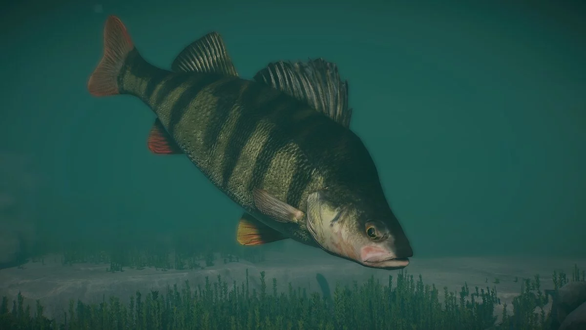 Planet Zoo — New species – European perch