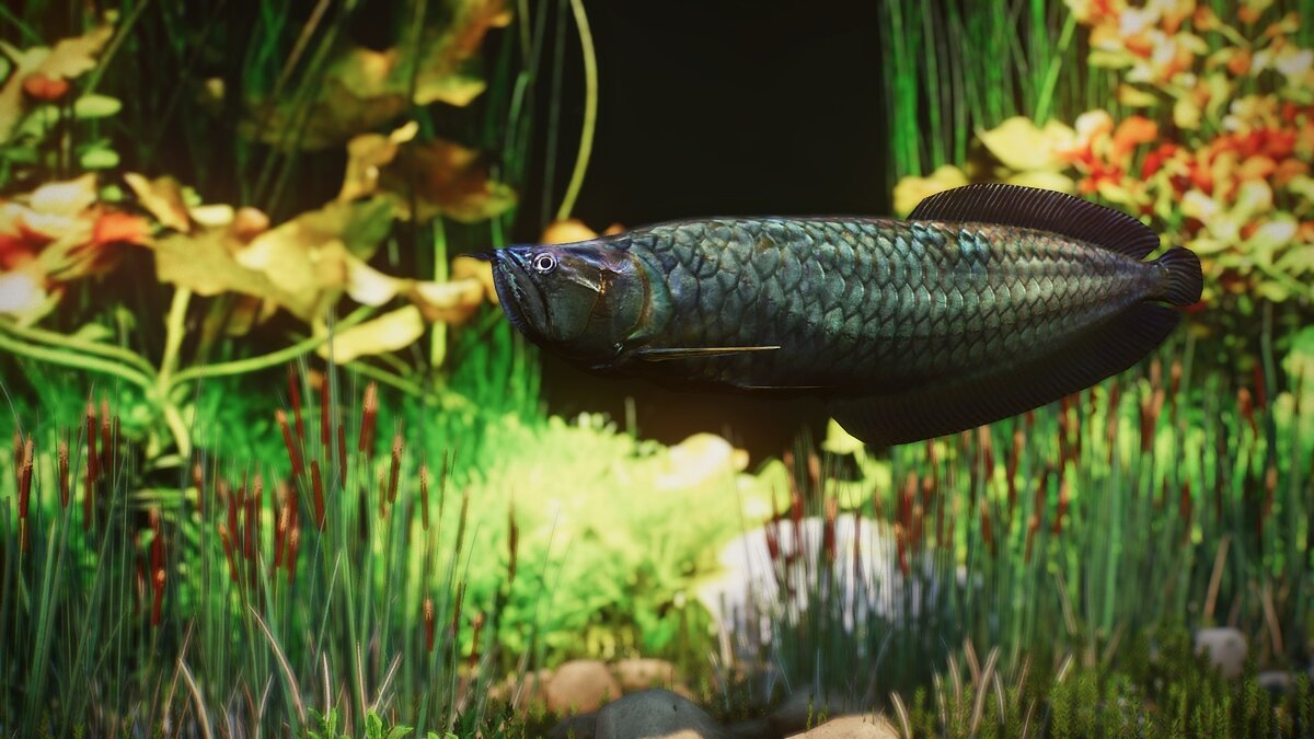 Planet Zoo — New species - black arowana