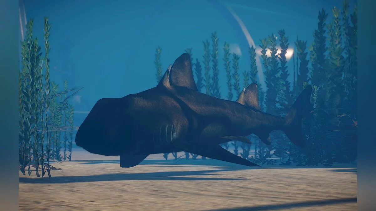 Planet Zoo — Новые виды - акула Порт-Джексон