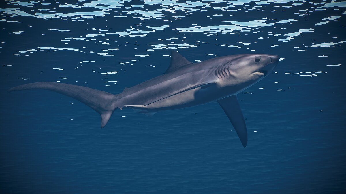 Planet Zoo — New species - pelagic thresher shark