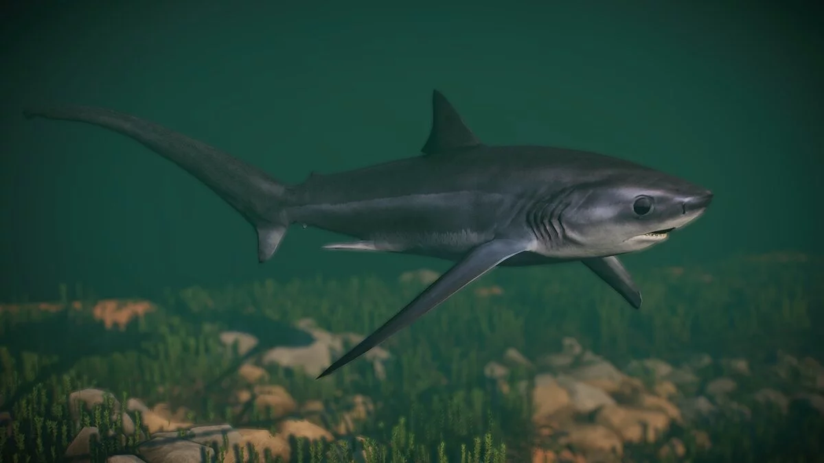 Planet Zoo — Нові види - пелагічна акула-молотка