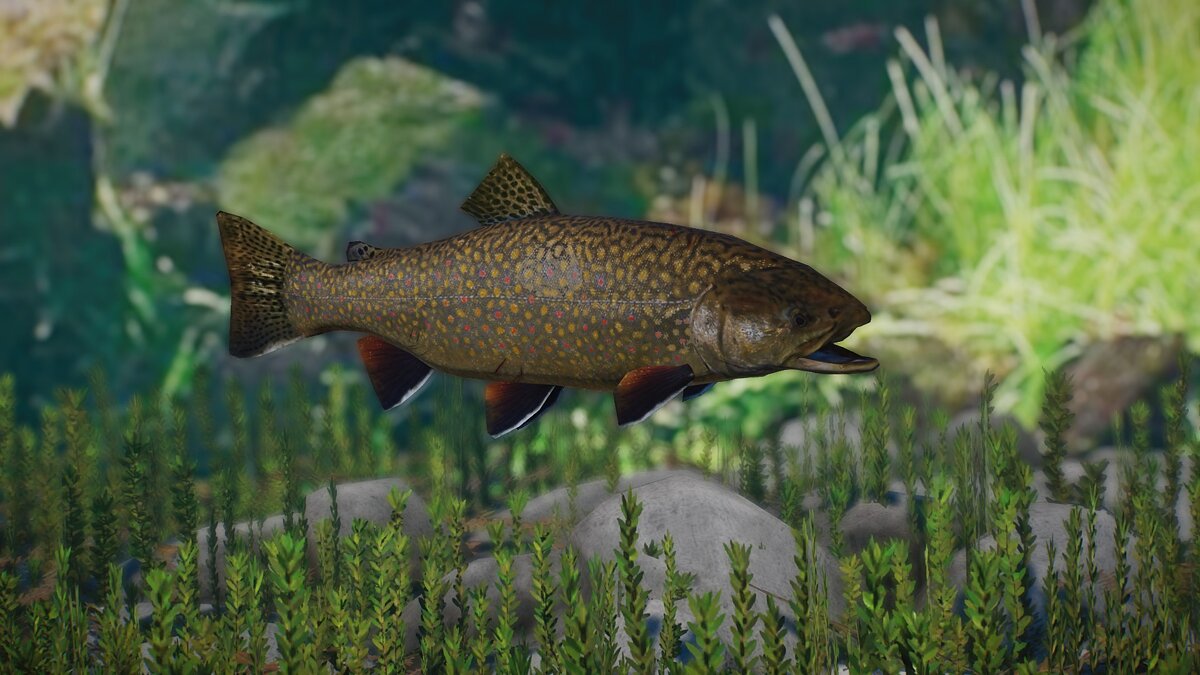 Planet Zoo — New species – brook trout