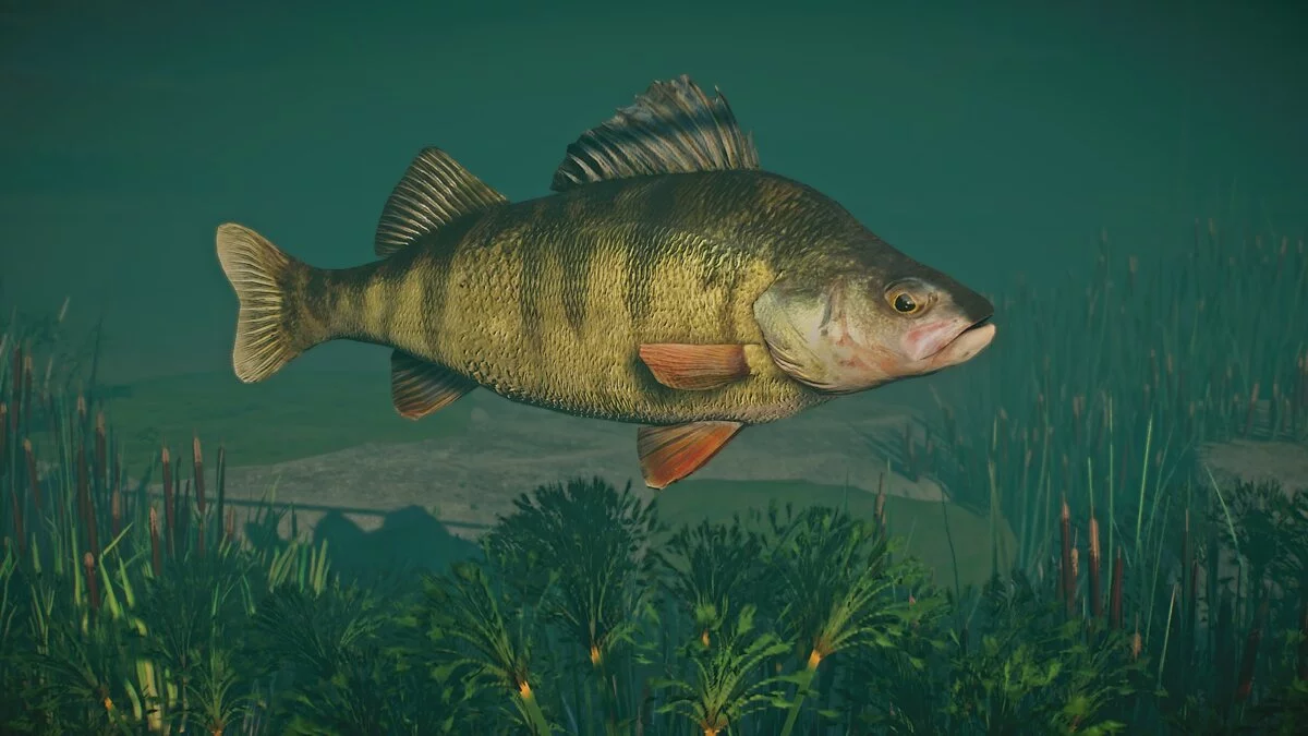 Planet Zoo — New species - yellow perch