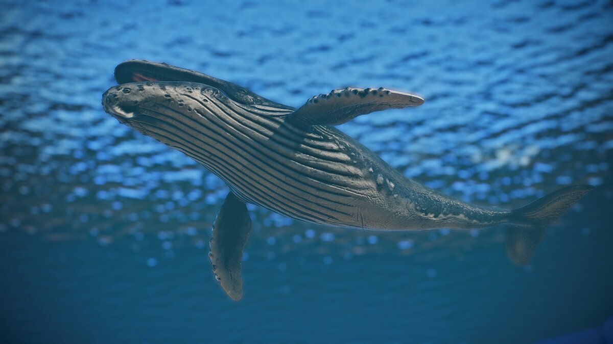 Planet Zoo — New species - humpback whale