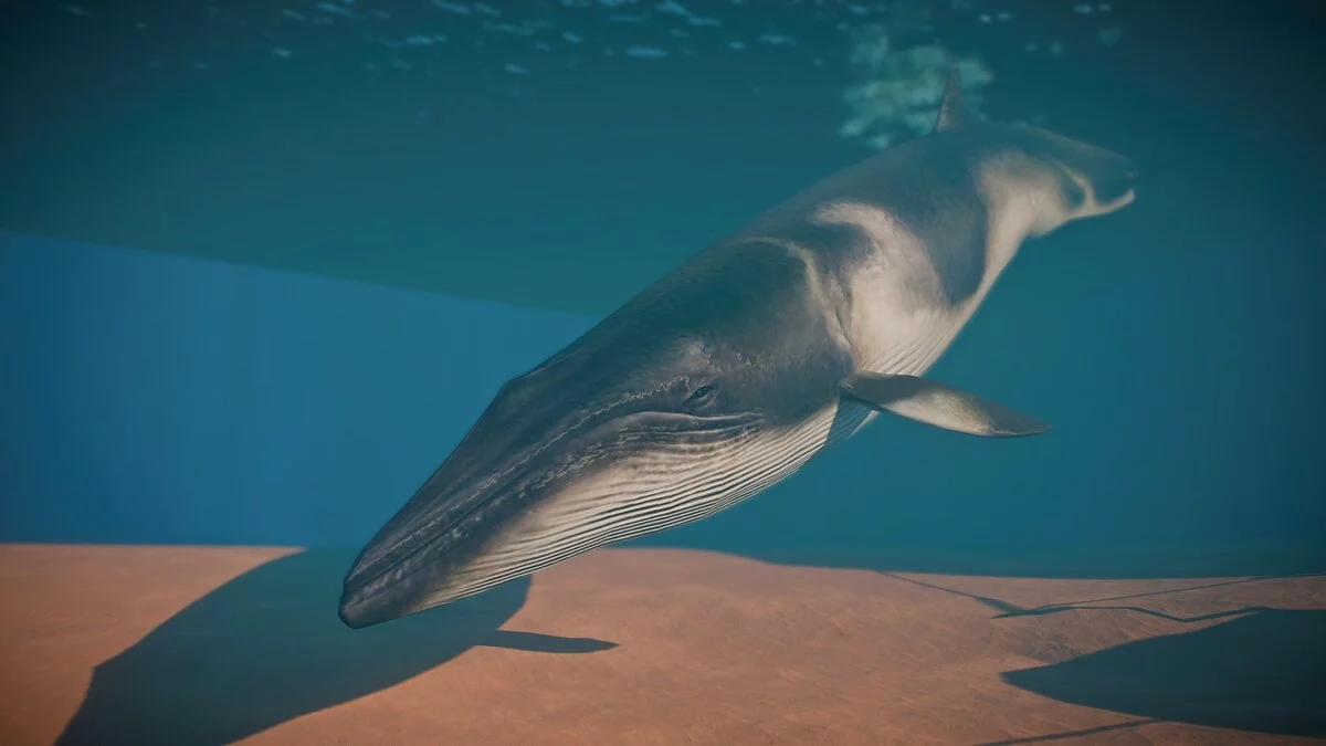 Planet Zoo — Новые виды - финвал