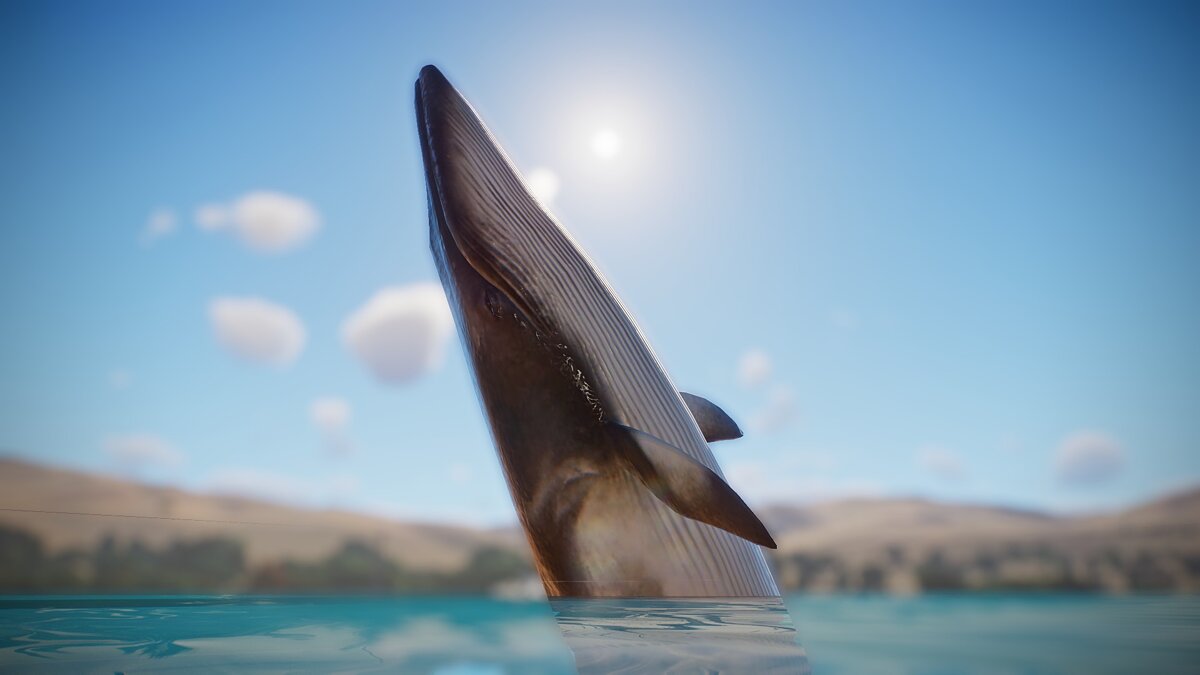 Planet Zoo — New species - fin whale