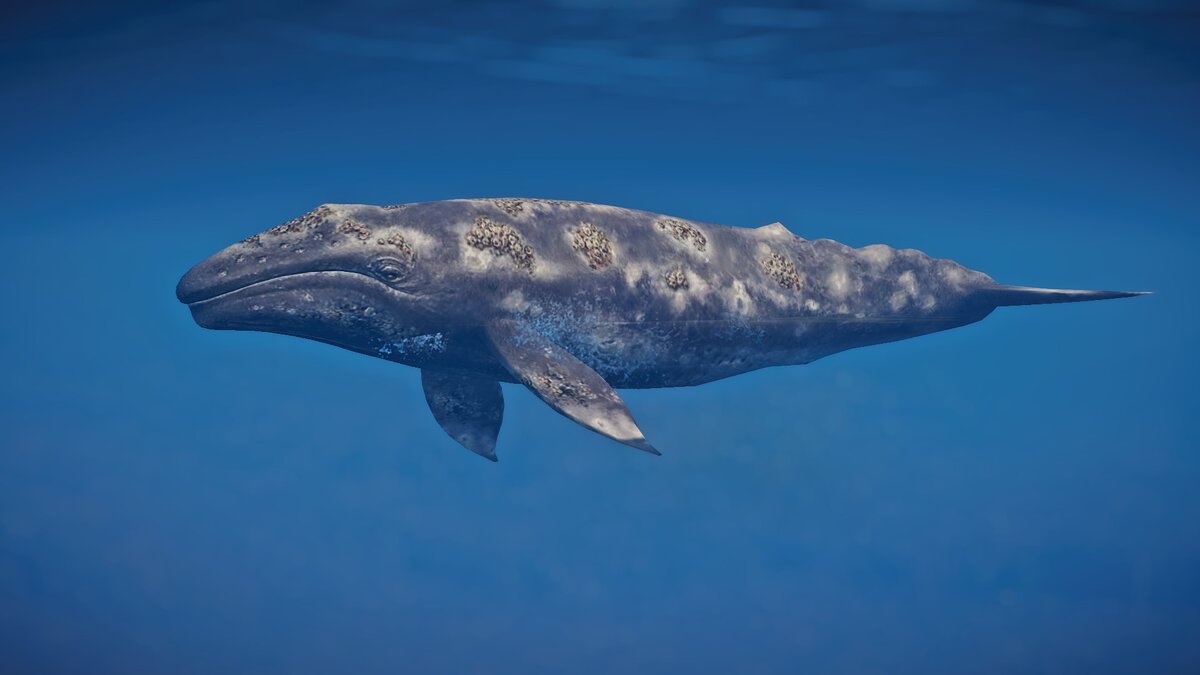 Planet Zoo — New species - gray whale