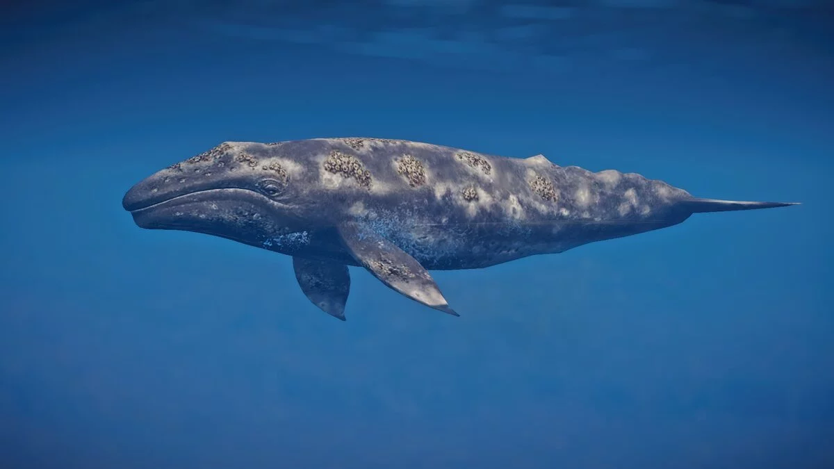 Planet Zoo — Nueva especie: ballena gris