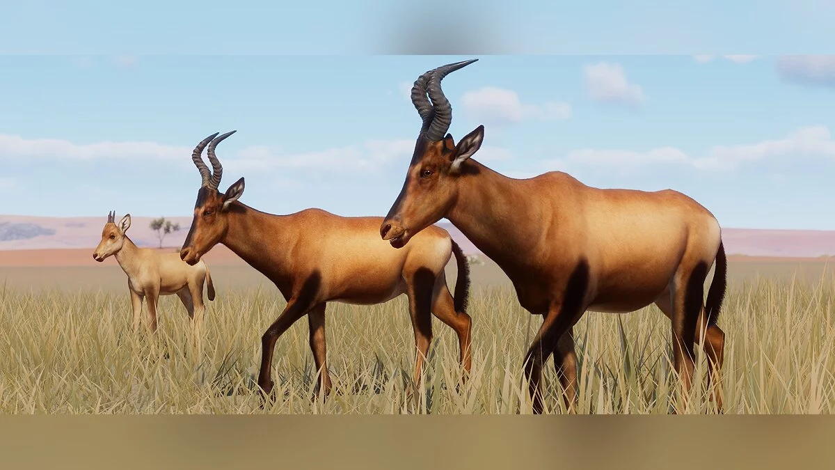 Planet Zoo — Nueva especie: antílope hartebeest rojo