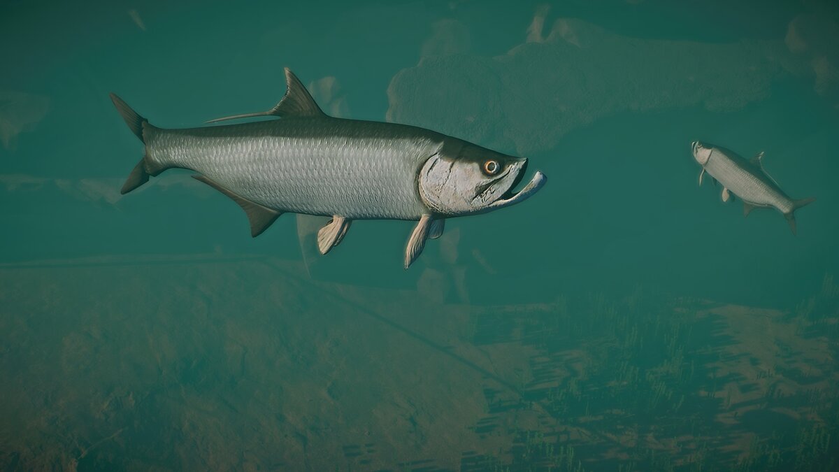 Planet Zoo — New species - Atlantic tarpon