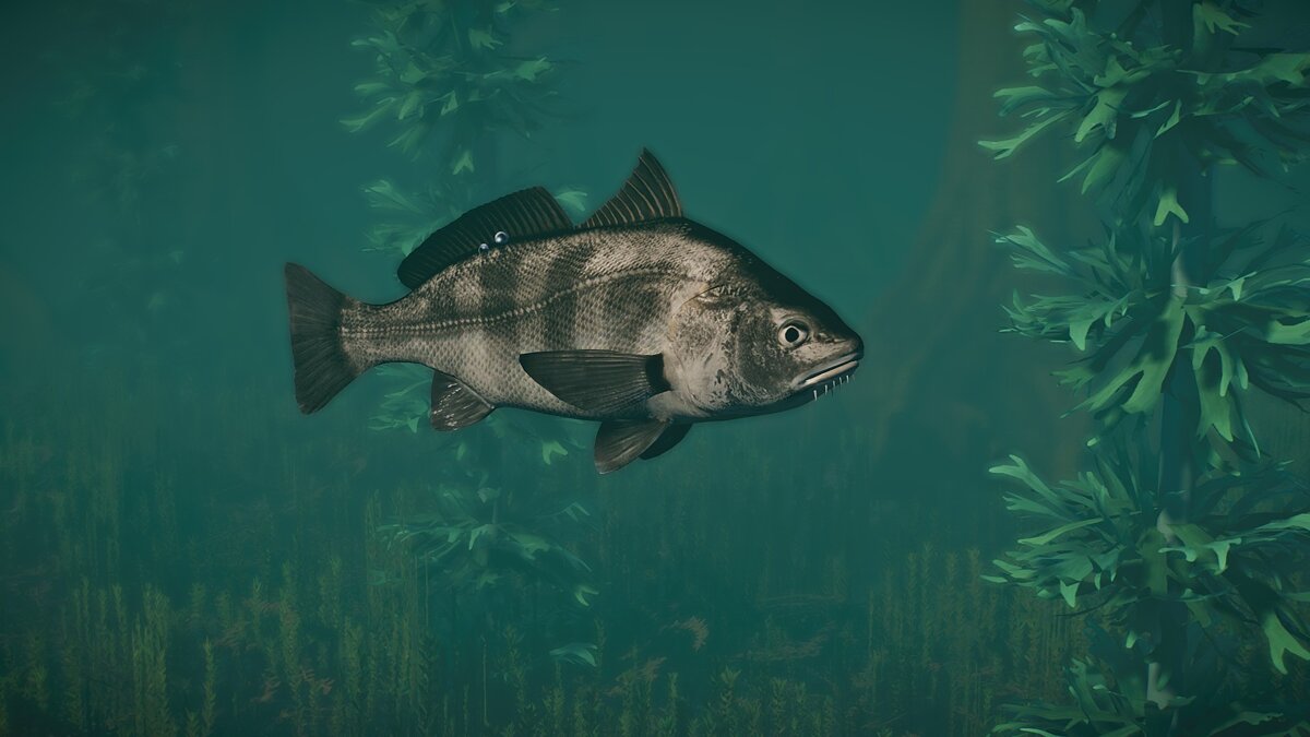 Planet Zoo — New species - black drum