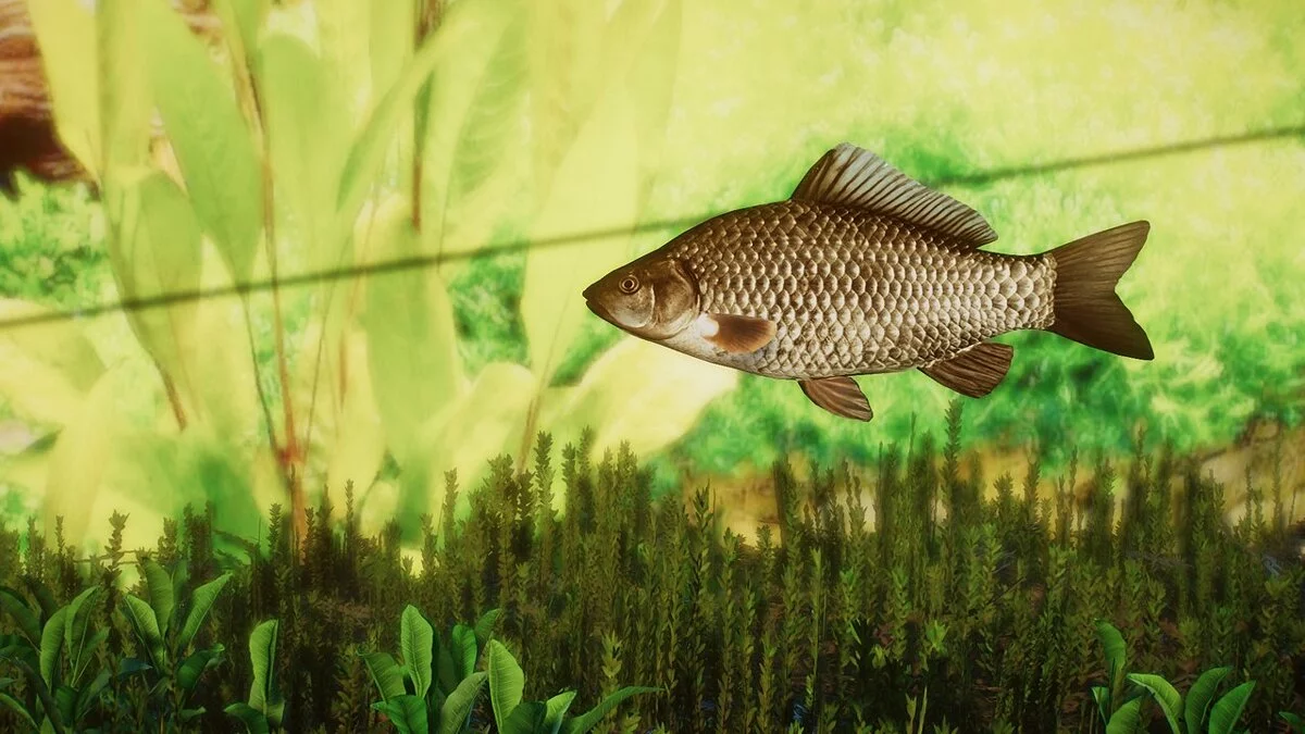 Planet Zoo — New species - crucian carp