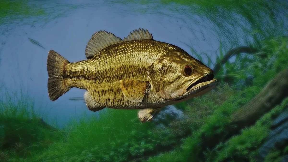 Planet Zoo — New Species - Largemouth Bass