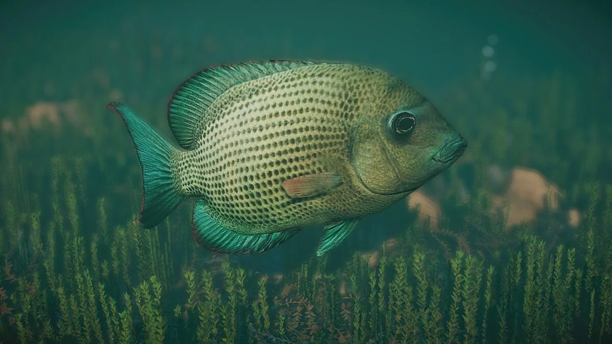 Planet Zoo — New species - striped cichlid Damba