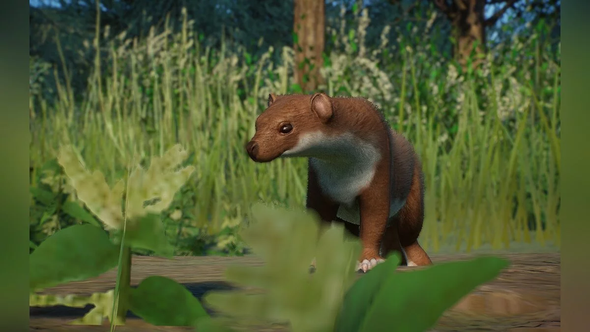 Planet Zoo — New species - short-tailed weasel (ermine)