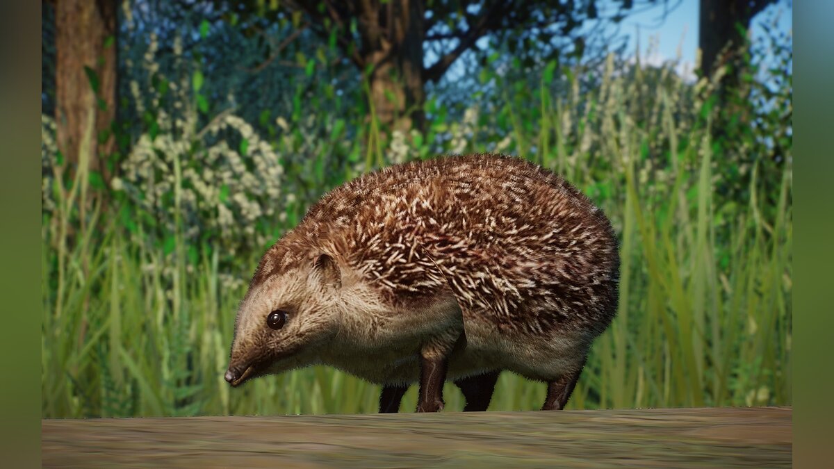 Planet Zoo — New species - European hedgehog