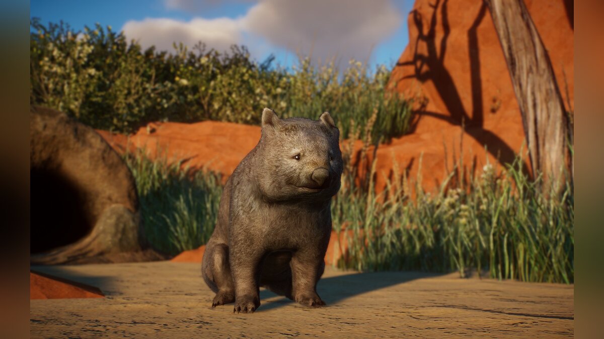 Planet Zoo — Common wombat - new species