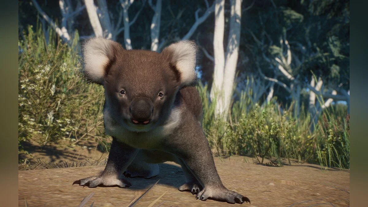 Planet Zoo — Victorian koala - a new species