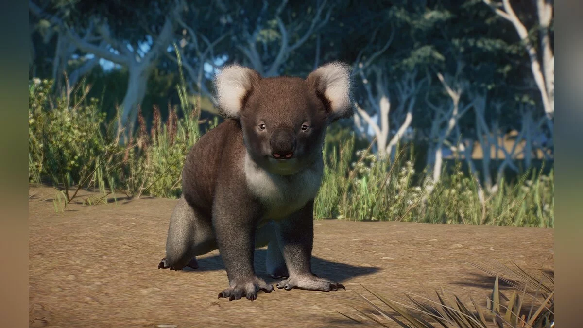 Planet Zoo — Викторианская коала — новый вид