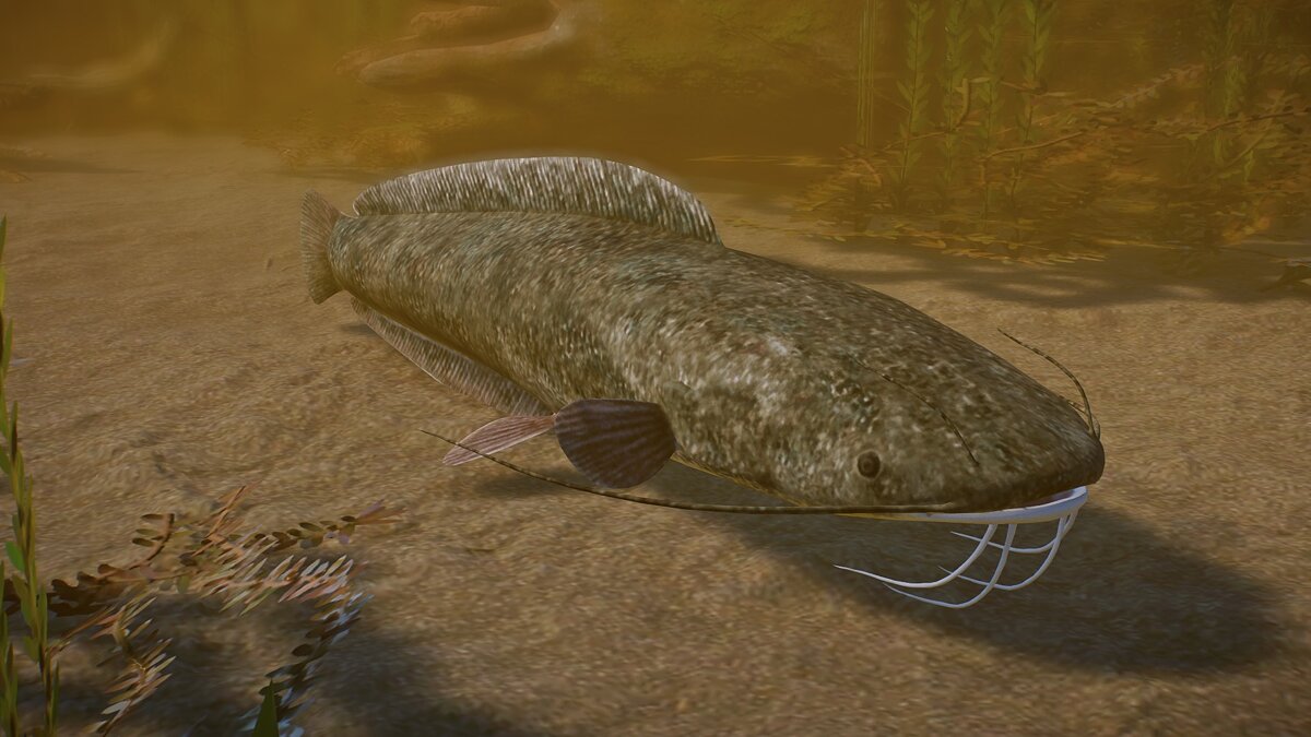 Planet Zoo — New species - African sharptooth catfish