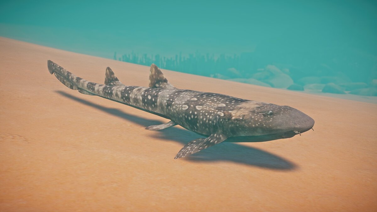 Planet Zoo — New species - white-spotted bamboo shark