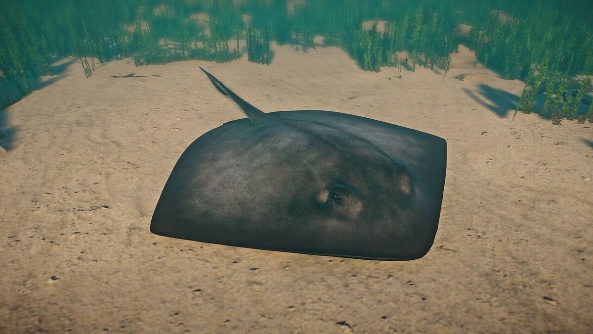 Planet Zoo — New species - southern stingray