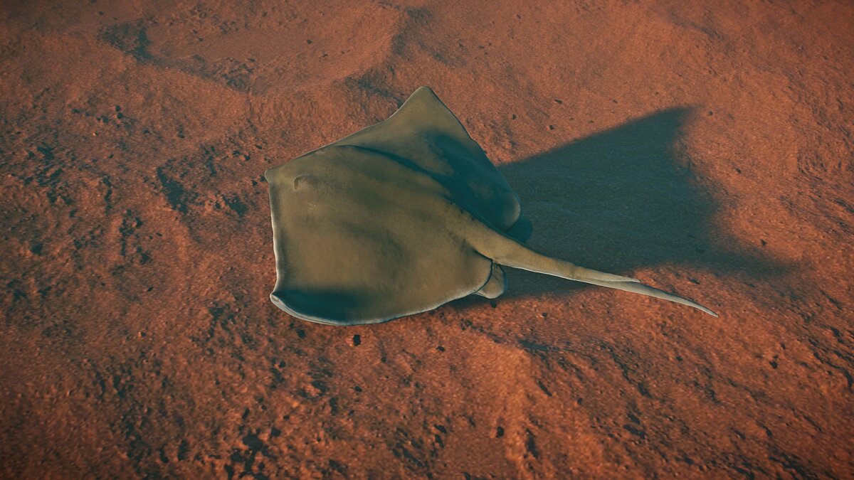 Planet Zoo — New species - common stingray