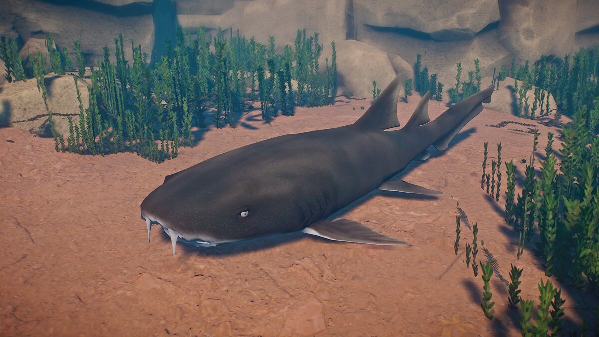 Planet Zoo — New species - nurse shark