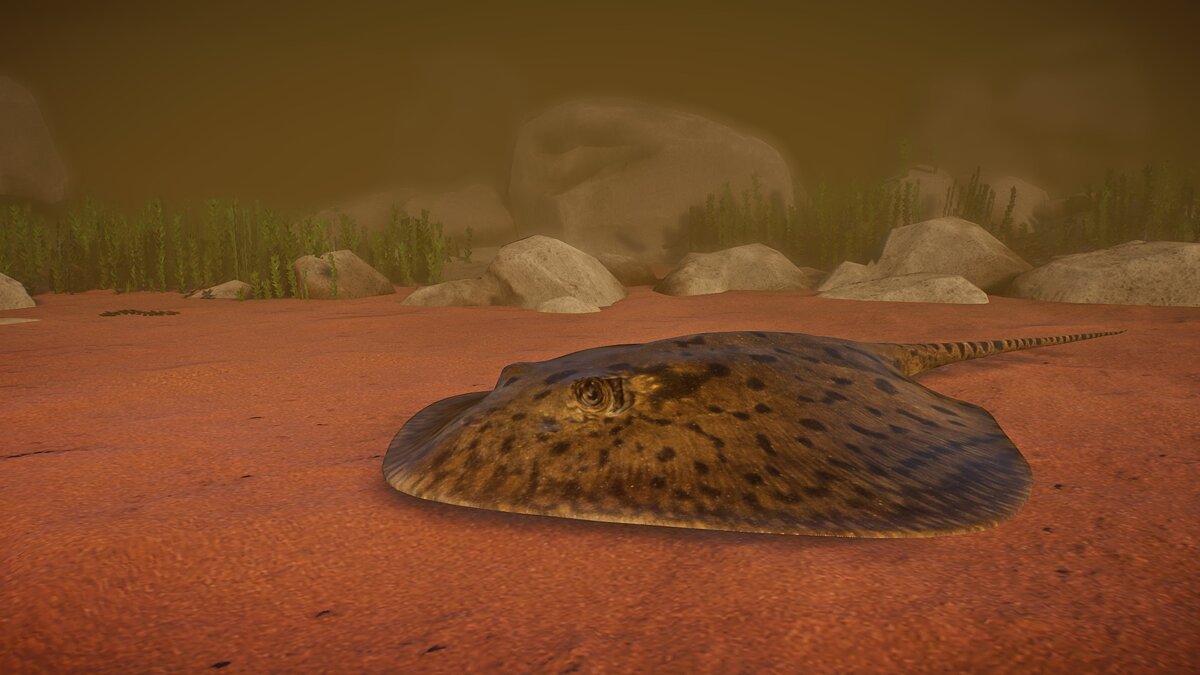 Planet Zoo — New species - tiger river stingray