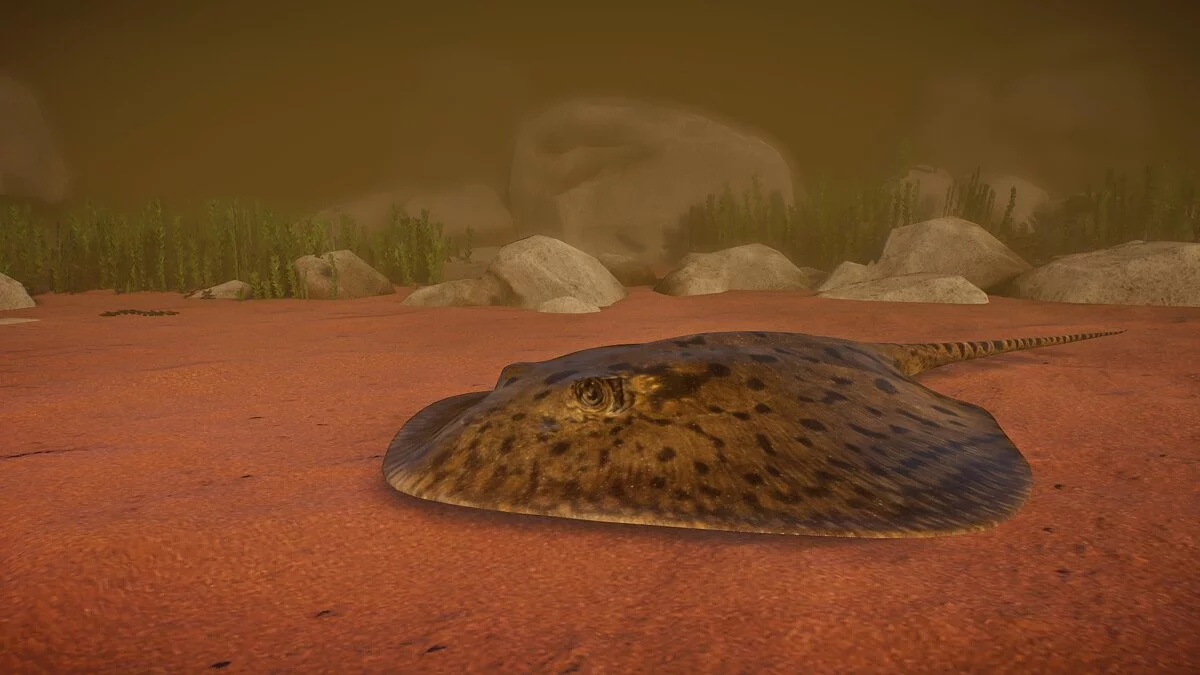 Planet Zoo — New species - tiger river stingray