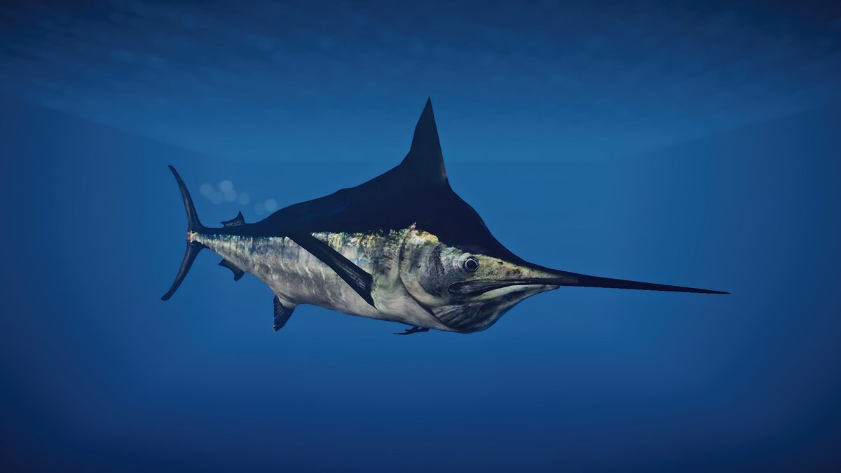 Planet Zoo — Black marlin - new species