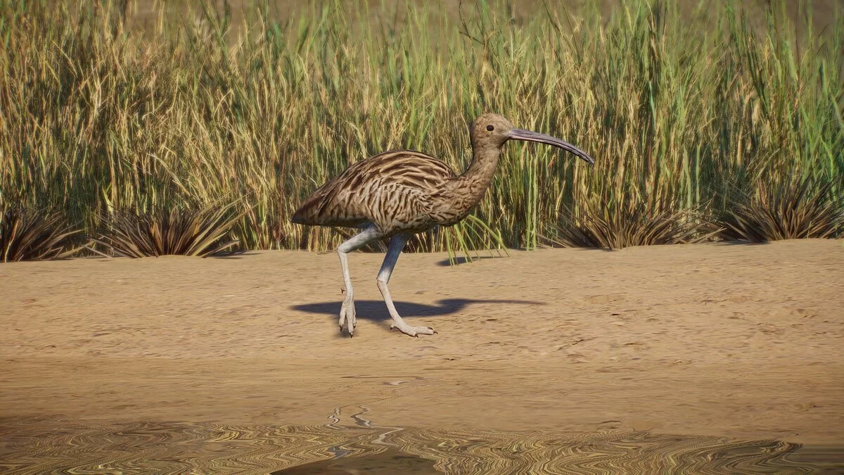 Planet Zoo — New species - Eurasian curlew