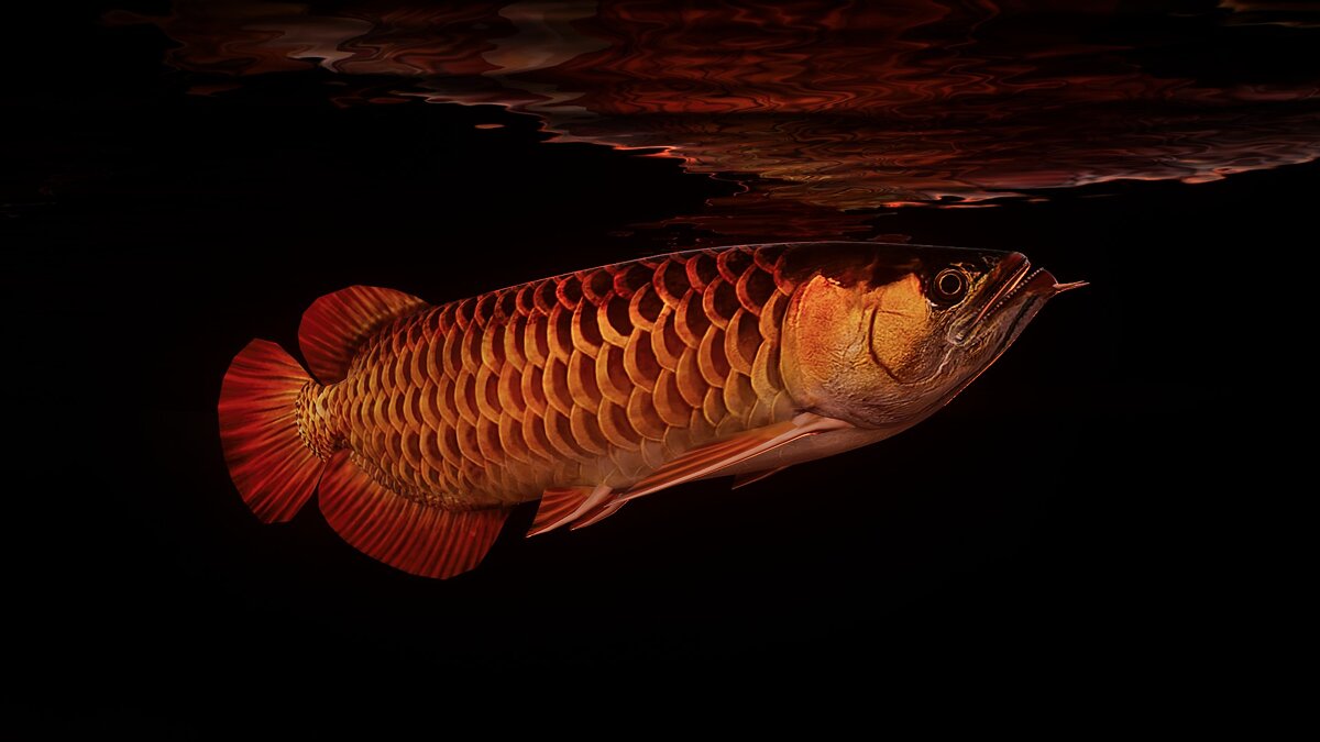 Planet Zoo — Red-tailed Golden Arowana - new species