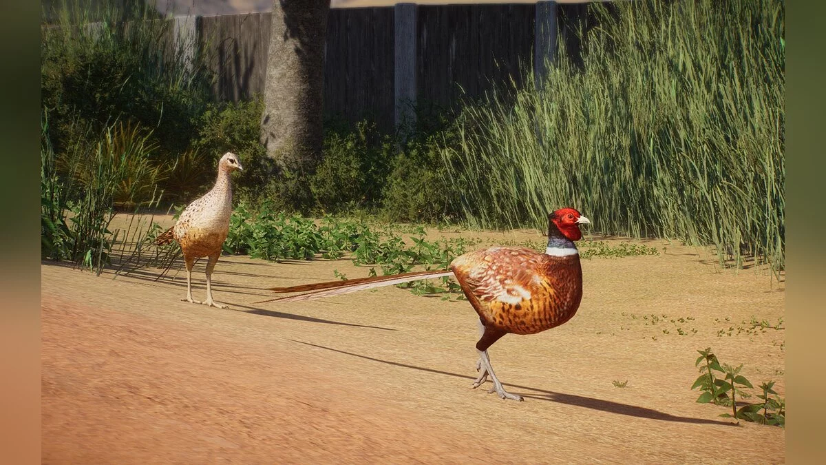 Planet Zoo — New species - common pheasant