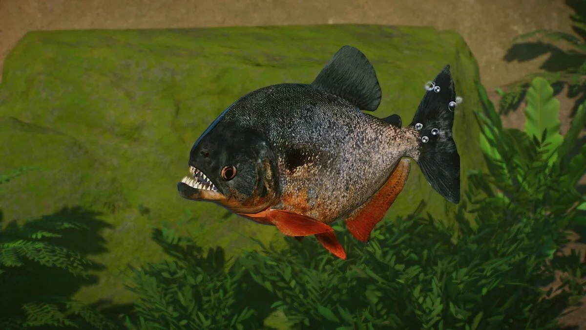 Planet Zoo — Black-spotted piranha - new species