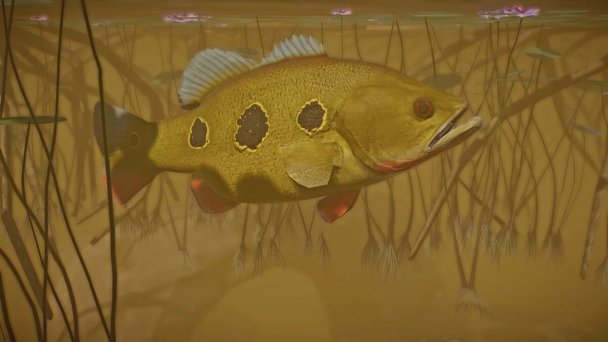 Planet Zoo — Orinoco peacock bass - new species