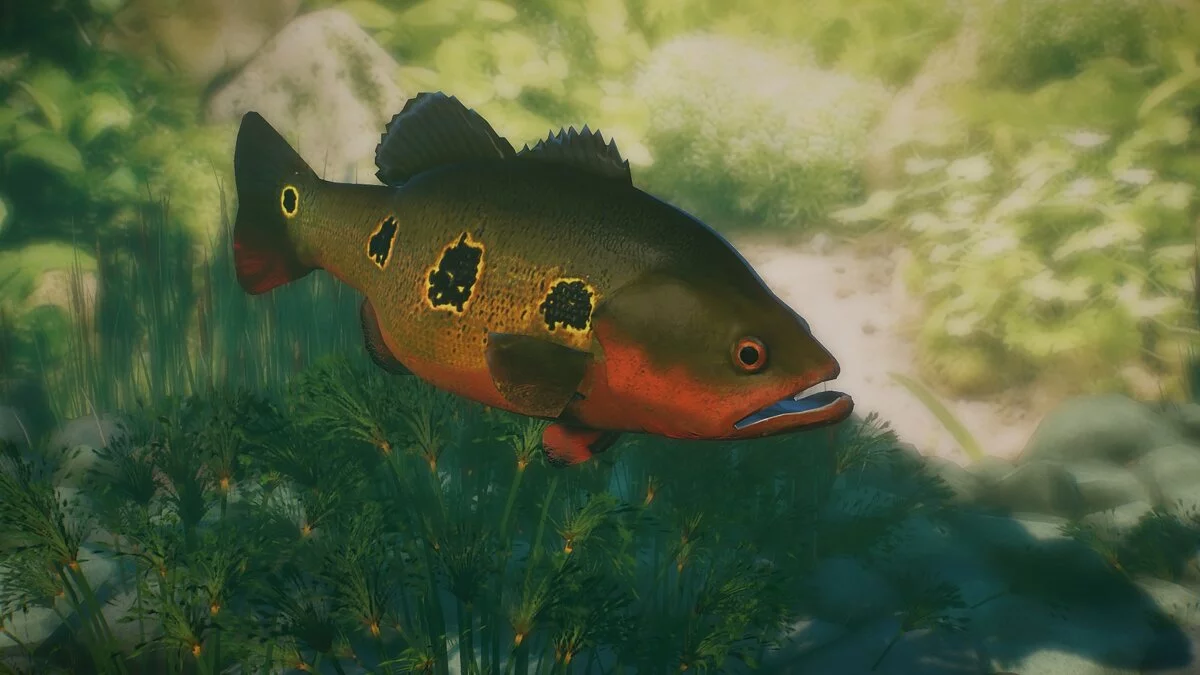 Planet Zoo — Red peacock bass - new species