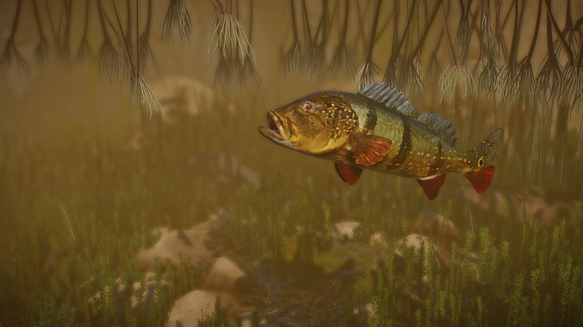 Planet Zoo — Speckled peacock bass - new species