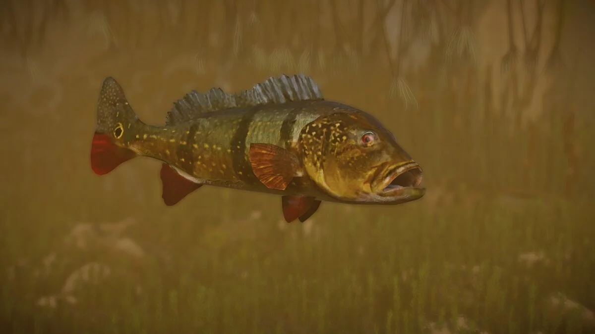 Planet Zoo — Крапчатый окунь-павлин - новые виды