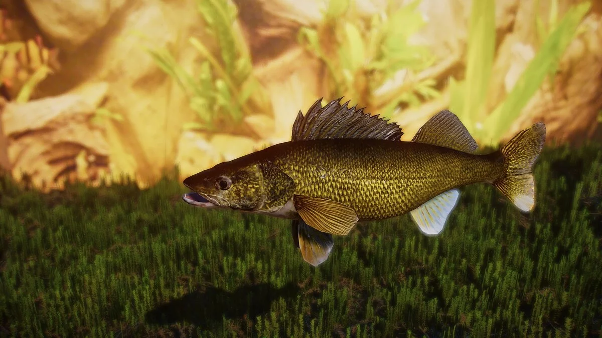 Planet Zoo — Судак - новые виды