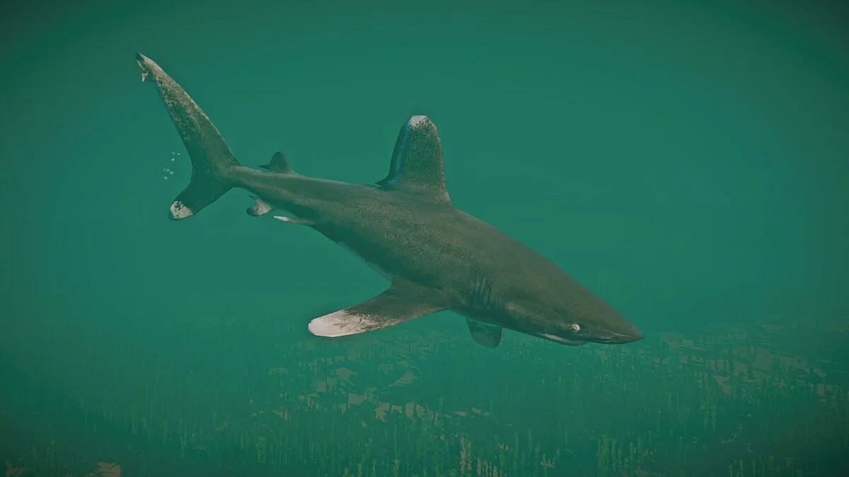 Planet Zoo — Океанічна білопера акула – нові види