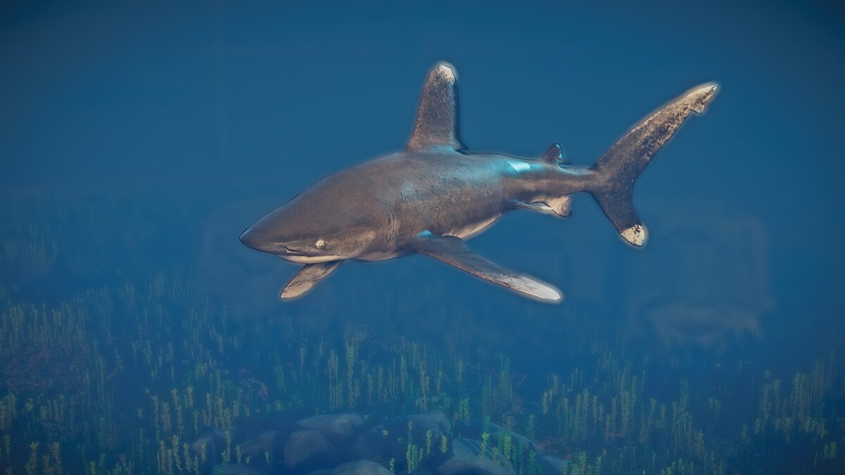 Planet Zoo — Oceanic whitetip shark - new species