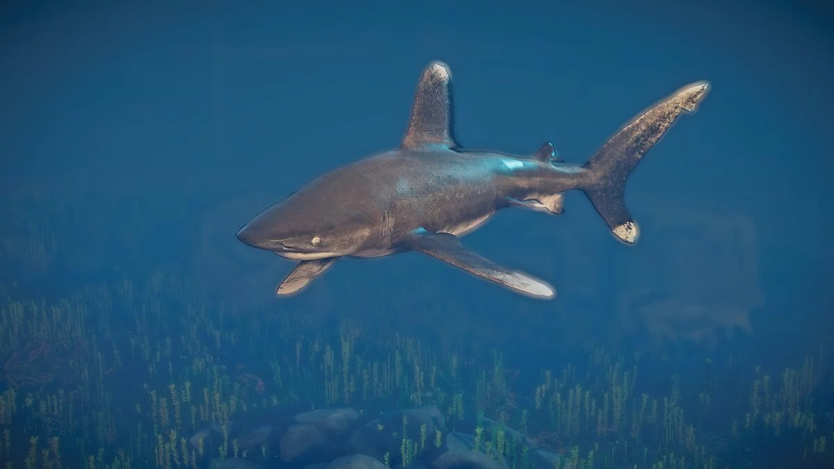 Planet Zoo — Oceanic whitetip shark - new species