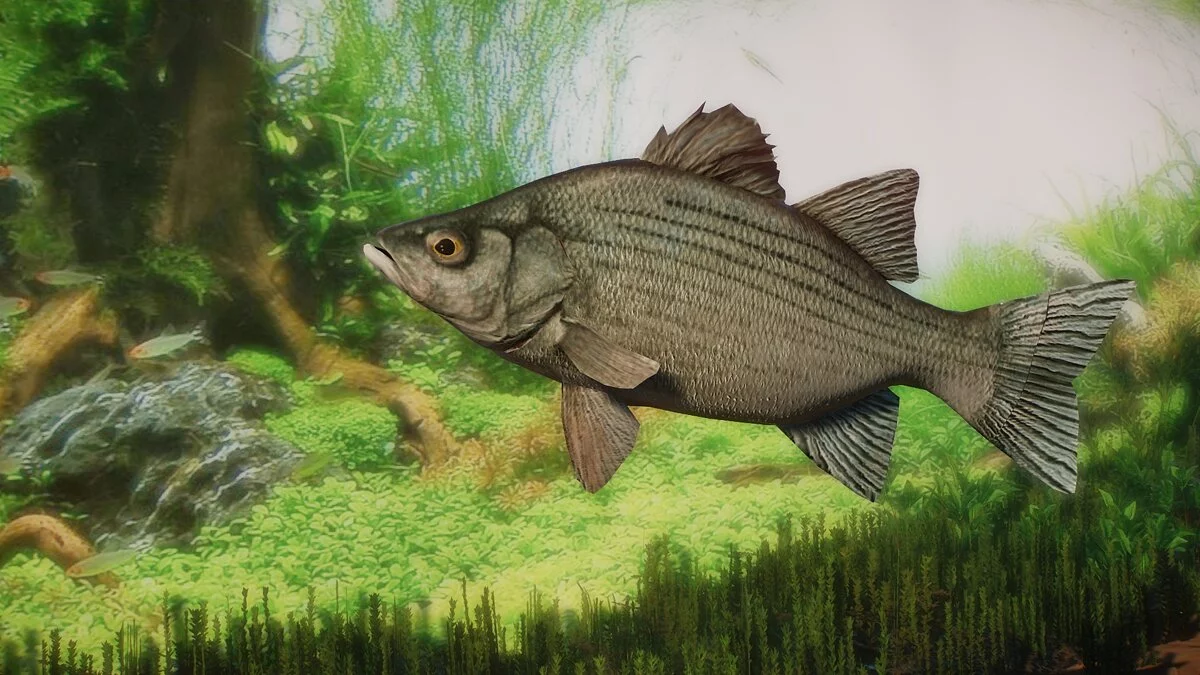 Planet Zoo — White Perch - New Species