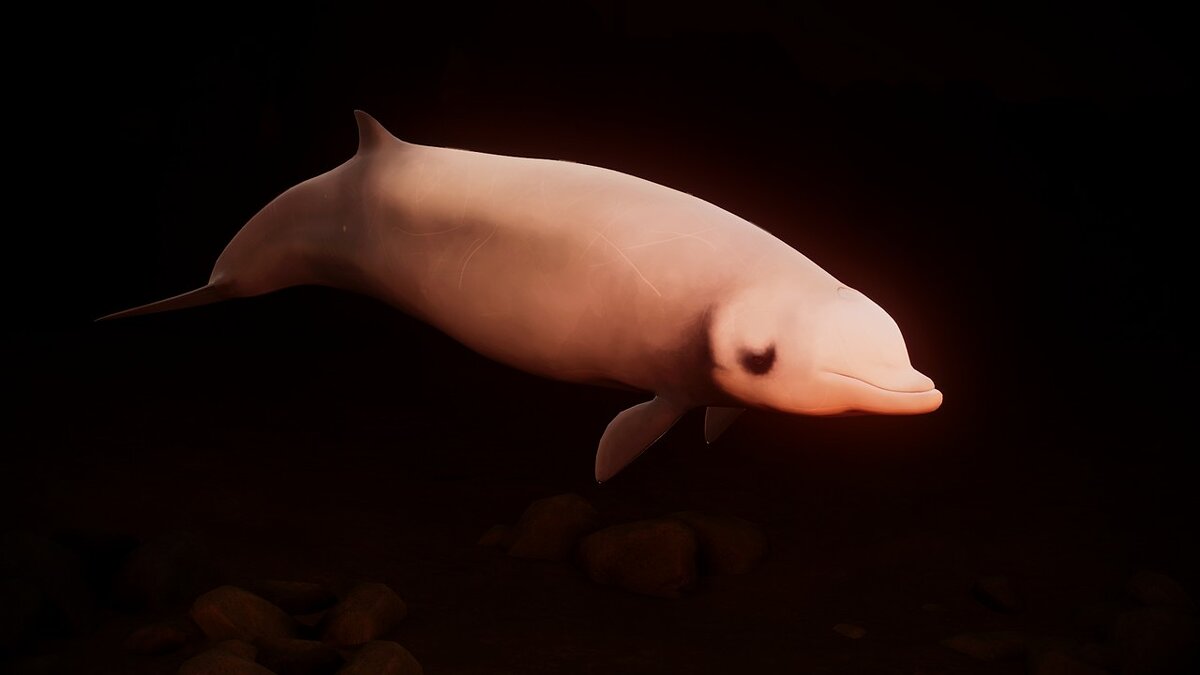 Planet Zoo — new species - Cuvier's beaked whale