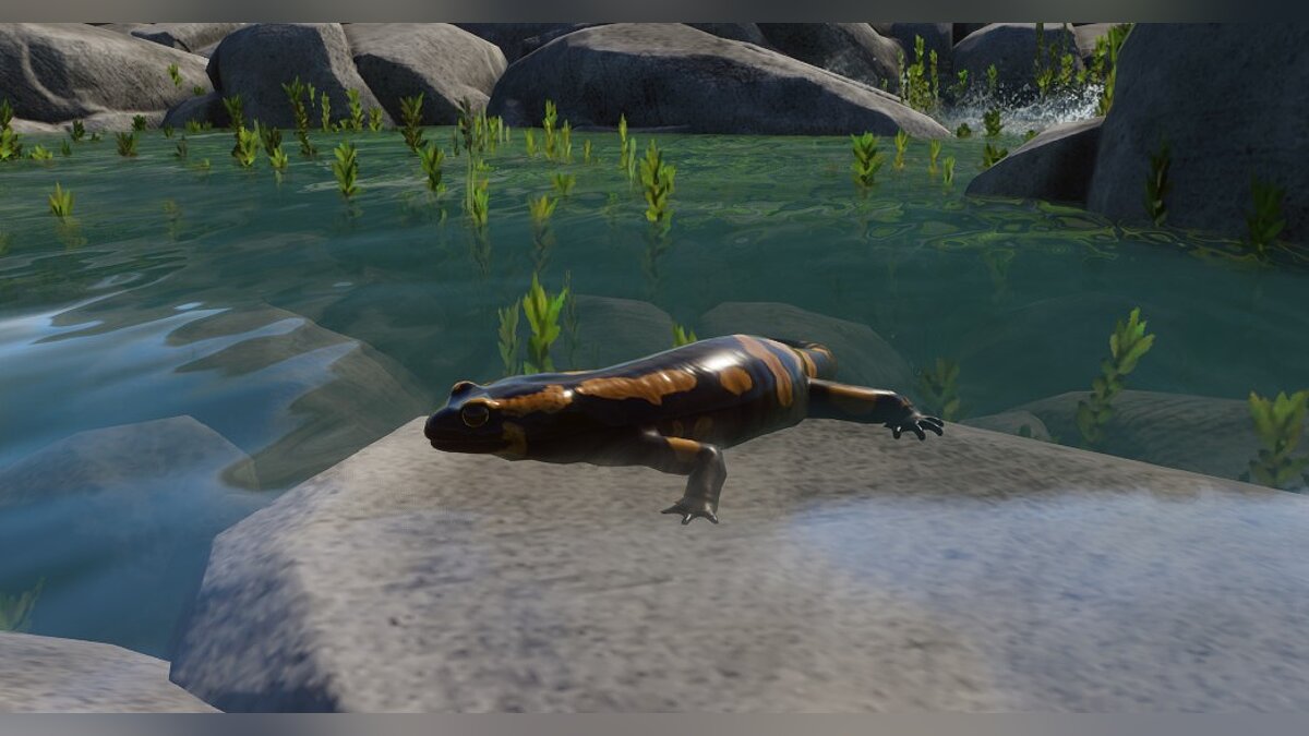 Planet Zoo — New species - fire salamander