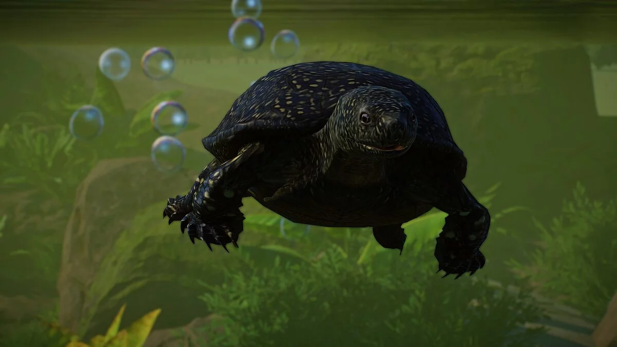 Planet Zoo — New species - European pond turtle