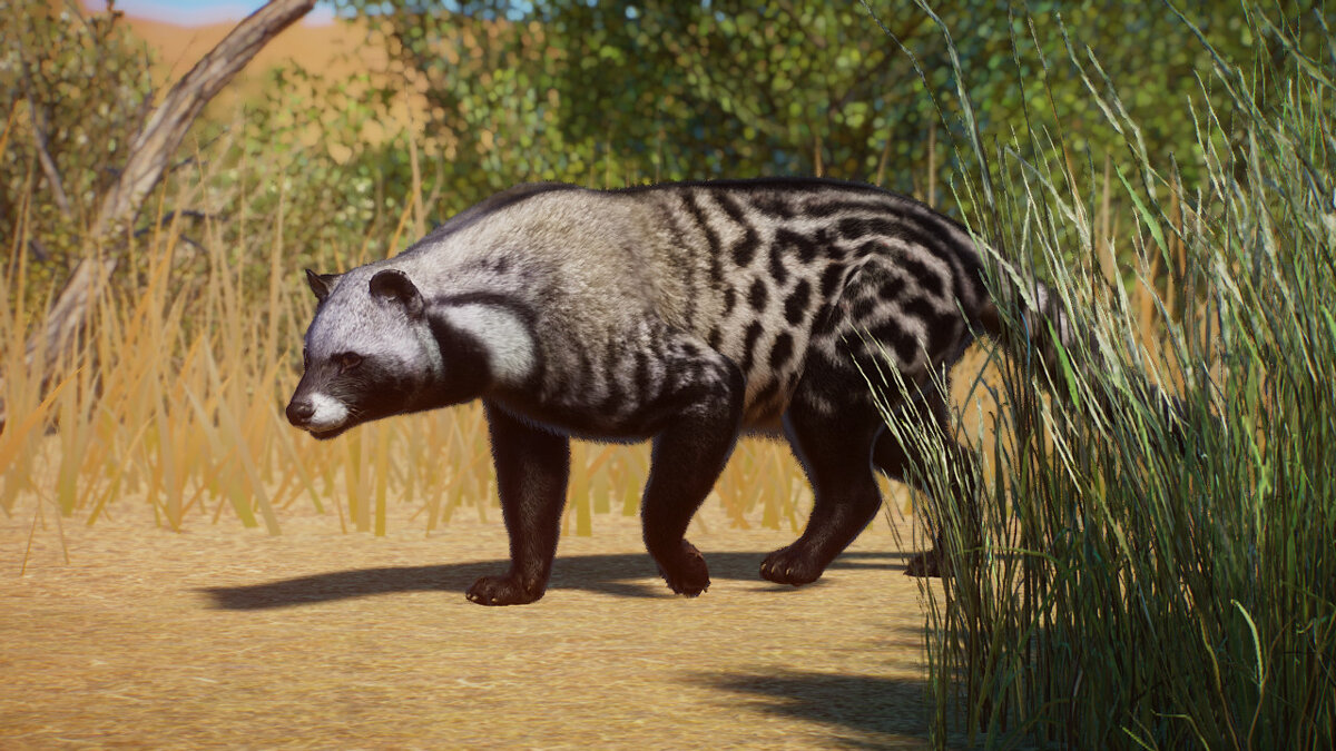 Planet Zoo — African civet - a new species